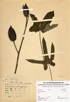 藏品(玫瑰茄)的圖片